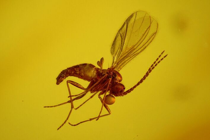 Detailed Fossil Fungus Gnat (Mycetophilidae) In Baltic Amber #170070